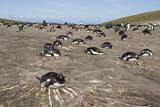 Image. Eselspinguin