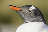 Image. Eselspinguin