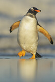 Image. Eselspinguin