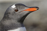 Image. Eselspinguin