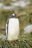 Image. Eselspinguin