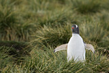 Image. Eselspinguin