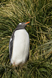 Image. Eselspinguin