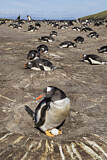 Image. Eselspinguin