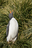 Image. Eselspinguin