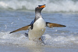 Image. Eselspinguin