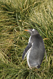 Image. Eselspinguin