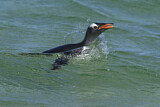 Image. Eselspinguin