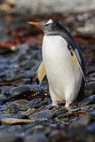 Image. Eselspinguin