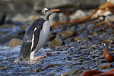 Image. Eselspinguin