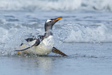 Image. Eselspinguin