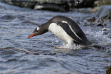 Image. Eselspinguin