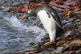 Image. Eselspinguin
