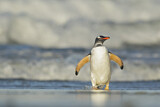 Image. Eselspinguin