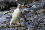 Image. Eselspinguin