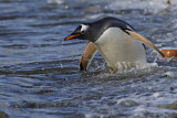 Image. Eselspinguin