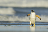 Image. Eselspinguin