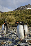 Image. Eselspinguin