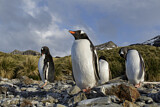 Image. Eselspinguin