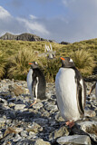 Image. Eselspinguin