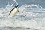 Image. Eselspinguin