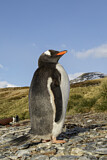 Image. Eselspinguin