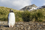 Image. Eselspinguin