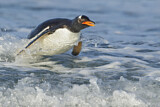 Image. Eselspinguin