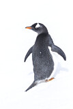 Image. Eselspinguin