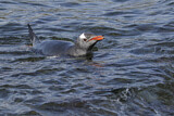 Image. Eselspinguin