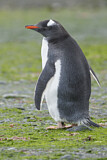 Image. Eselspinguin
