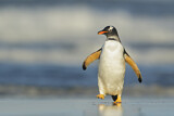 Image. Eselspinguin