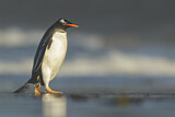 Image. Eselspinguin