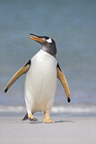 Image. Eselspinguin