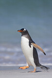 Image. Eselspinguin