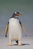 Image. Eselspinguin