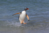 Image. Eselspinguin