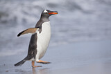 Image. Eselspinguin