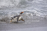 Image. Eselspinguin