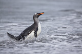 Image. Eselspinguin