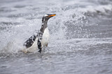 Image. Eselspinguin
