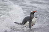 Image. Eselspinguin