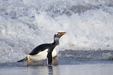 Image. Eselspinguin