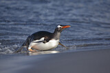 Image. Eselspinguin