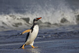 Image. Eselspinguin
