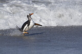 Image. Eselspinguin