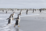Image. Eselspinguin
