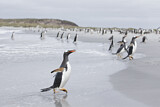 Image. Eselspinguin