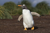 Image. Eselspinguin