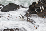 Image. Eselspinguin